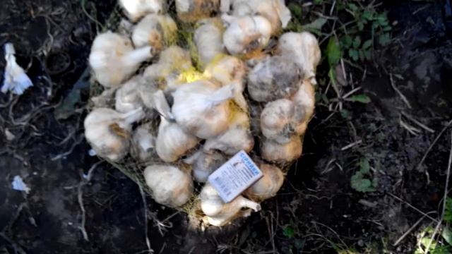 Чеснок с Голландии сорт Мессидор. Урожайный сорт. Хорошая лежка. смотреть онлайн