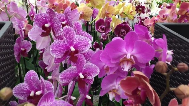 Свежий завоз орхидей в Бауцентр 19 сентября 2020 г. Каменная Роза, Мауди, Клеопатра, Амстердам... смотреть онлайн