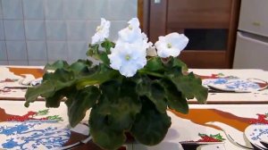 Цветы. Узамбарская Фиалка. Снежные облака Ness' Snow Clouds (D. Ness) | Flowers Uzambara Violet -