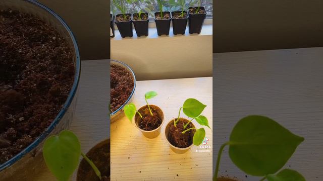 Re-potting 2 month old Monstera Deliciosa babies! #monsteramonday #monstera #monsteradeliciosa