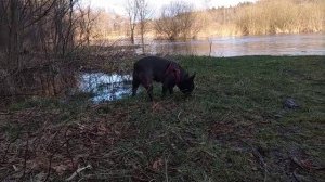 Как мою собаку укусила змея