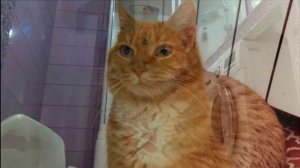 Кукуруза ищет дом