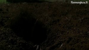 Откопались уже