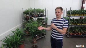 Лучшие растения для средиземноморского стиля в интерьере