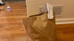 Chinese Takeout Goes Wrong 😂😂😂 Cat In The Bag Not Food!!! British Shorthair Kitten Lilac Funny