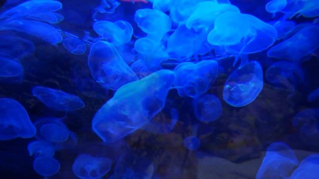 НЕЖНЫЙ И КРЕПКИЙ СОН ГЛУБОКОЕ РАССЛАБЛЕНИЕ И УСПОКОЕНИЕ НЕРВНОЙ СИСТЕМЫ смотреть онлайн