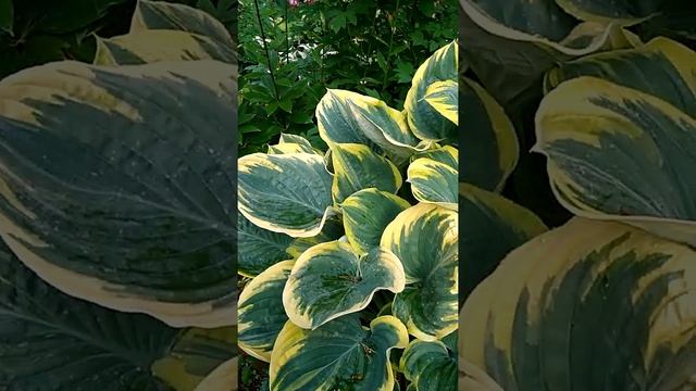 Хоста Сага смотреть онлайн