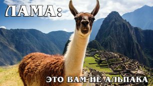 Лама: Южноамериканский верблюд – самое полезное животное Анд | Интересные факты про ламу