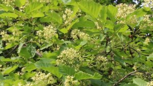 Клён тата́рский, или Черноклён, или Неклён (лат. Ácer tatáricum)