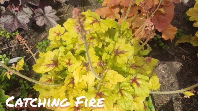 Гейхерелла Catching Fire смотреть онлайн