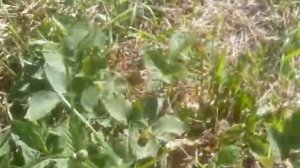 Ежевика   Навахо, Блек Сатин, Карака Блек, Рубен. Navaho, Black Satin,  Karaka black,  Ruben