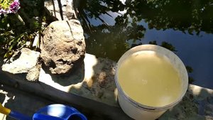 Гортензия крупнолистная, полив сывороткой и подкормка #гортензияподкормка