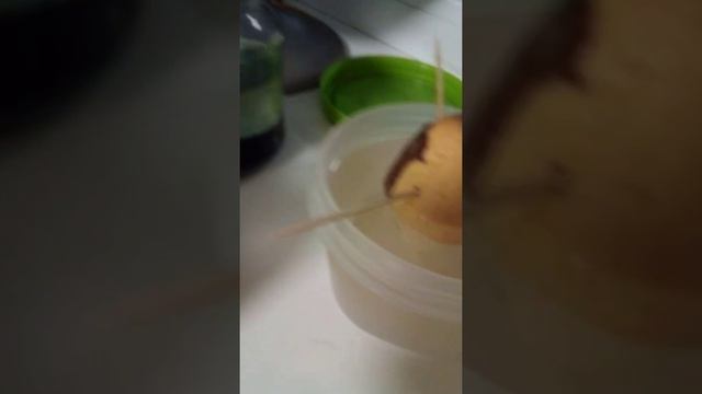 как вырасти дуб??? смотреть онлайн