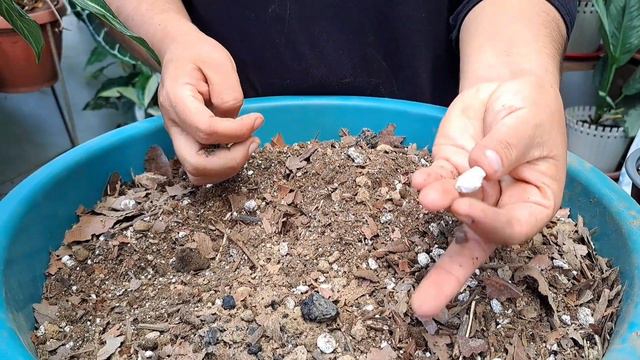 Este caladium tenía algo raro, te lo cuento смотреть онлайн