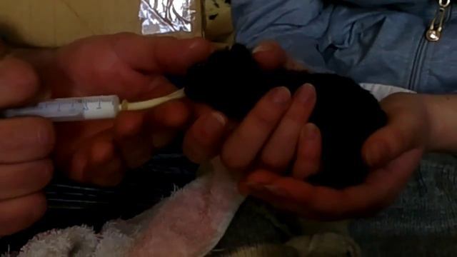 Крольчата. Кормление крольчат 2