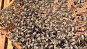 Способы вывода молодых маток? Просто.