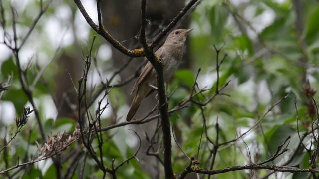 Соловей поёт песни.Волжский смотреть онлайн
