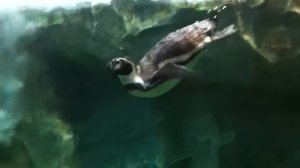 Как плавает пингвин as the penguin floats