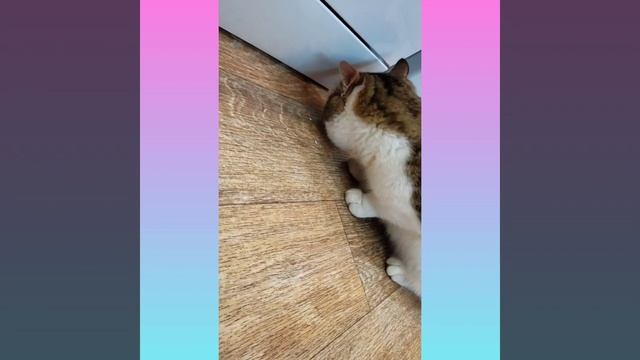 котик  Рафаэль ест перепелиное яйцо #котрафаэль #котестяйцо #приколыскотом #котикест