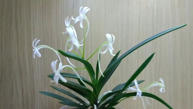 Цветение Neofinetia falcata в домашних условиях #neofinetia #neofinetiafalcata #orchids #орхидеидом