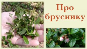 Про бруснику