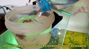 АКВАРИУМ БЕЗ ФИЛЬТРА, АЭРАЦИИ, CO2, ОБОГРЕВАТЕЛЯ И ПОДМЕН ВОДЫ!