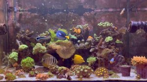 Мой морской аквариум / Море дома / Морской аквариум / Кораллы / Рыбки