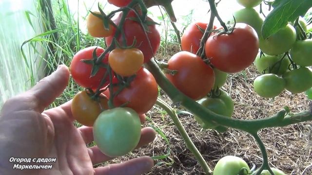 Томат ЛИРИКА. Урожай гарантирован.Низкорослый универсальный гибрид. смотреть онлайн