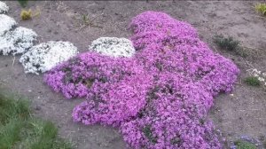 Флокс шиловидный на моем участке