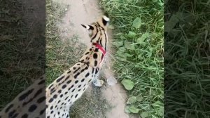 Взрослый котёнок породы Саванна