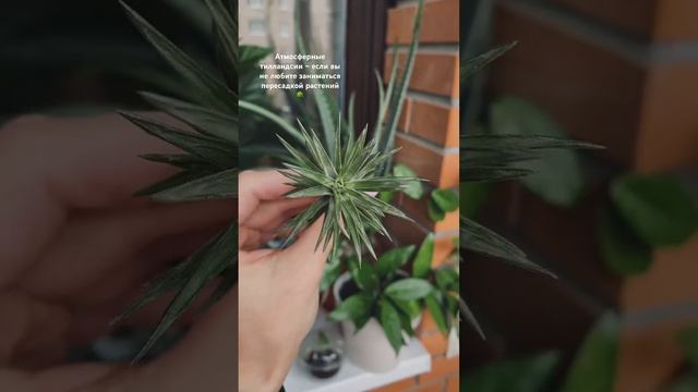 Атмосферные тилландсии ✨ смотреть онлайн