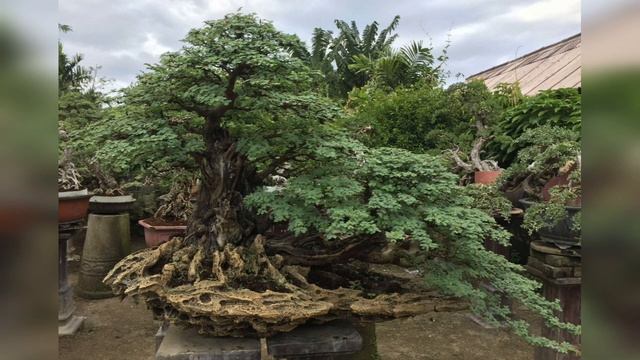 Tamarindus Indica Bonsai - Inspirasi Bonsai Asem Jawa смотреть онлайн