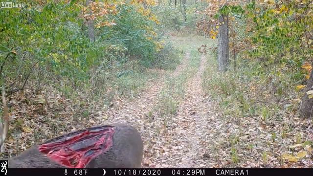 Олень зомби. смотреть онлайн