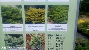 Я в питомнике "Алтайское Холмогорье"/Огромный ассортимент саженцев.
