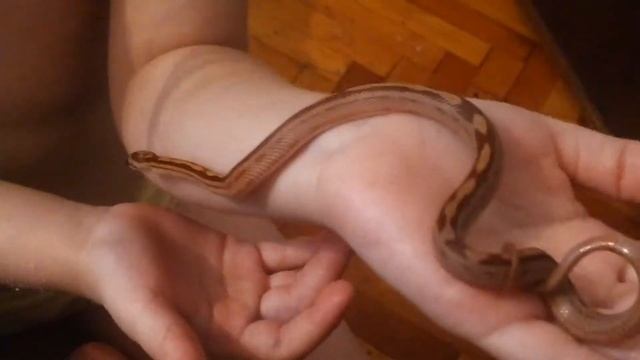 Маисовый полоз 2 месяца.и ребёнок 4 года смотреть онлайн