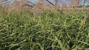 Miscanthus 'Cosmopolitan' (Maiden Grass) // Bold, Impressive, Easy to Grow, Multi-season Grass