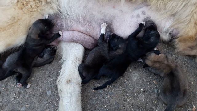 Щенки от Волчка!!! смотреть онлайн