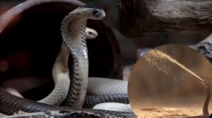 Кто такие РЕПТИЛИИ? Все пресмыкающиеся от змеи до динозавра. Самые опасные рептилии