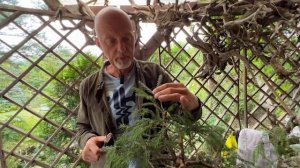 Обрезка и формирование ели #бонсай