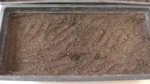 ЭТА РЕДИСКА ВЫРАСТЕТ И ЗИМОЙ НА ОКОШКЕ