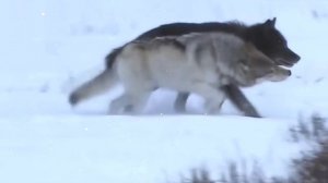 ЧЕРНЫЙ ВОЛК - ИНТЕРЕСНЫЕ ФАКТЫ О ЖИВОТНЫХ