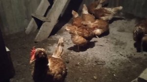 Что делать, чтобы не было паразитов у кур. Домик в деревне. Куры-несушки.