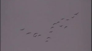 Журавли клином летят над Ивановкой  02,03,15,