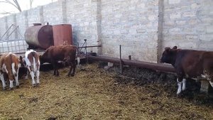 Минусы беспривязного содержания телят