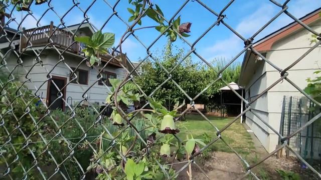 Deodeok flowers (also called Codonopsis lanceolata) are blooming on my fence. смотреть онлайн