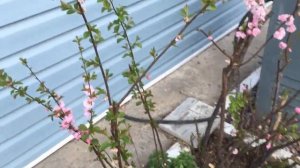 Обзор сада на 10 апреля. Весенние работы в саду. Зацветают вишни...