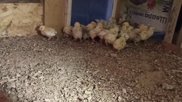 Помирають курчата? Допоможіть порадою!!! смотреть онлайн