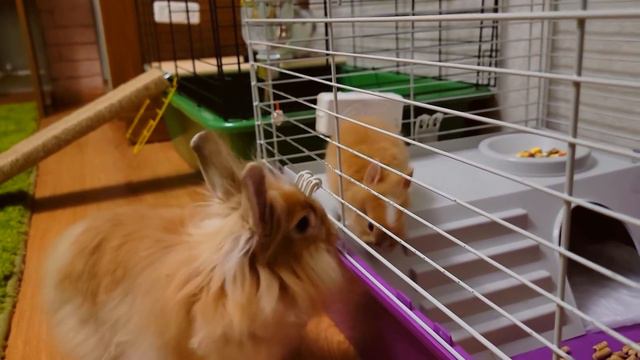 Кролик полюбил маленького Крольчонка, а Кошка полюбила сидеть в клетке Кролика смотреть онлайн