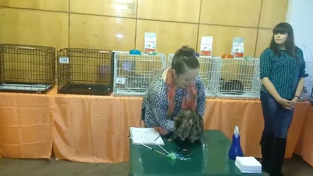 вот такое чудесное бенгал шоу от Натальи Беловой  УкраинаAB WCF