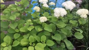 Мои Цветы (Петунии)